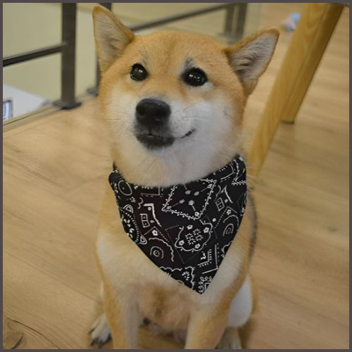 collier-pour-chien_en-bandana-réglable-pour-petit-et-moyen-noir