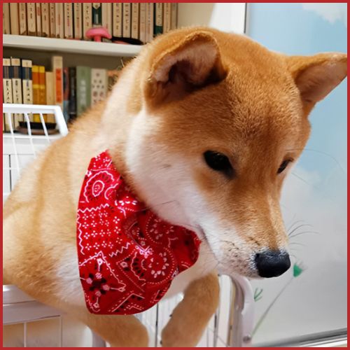 collier-pour-chien_en-bandana-réglable-pour-petit-et-moyen-rouge