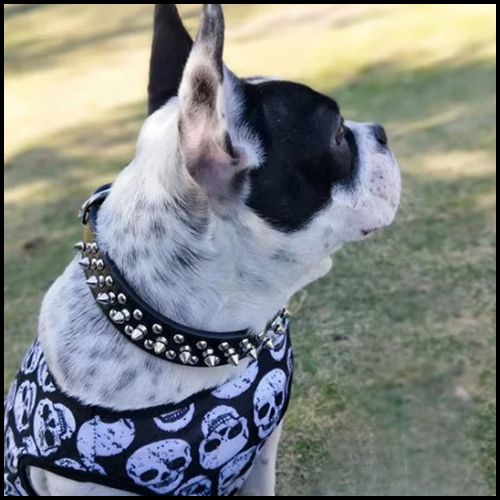 collier-pour-chien_réglable-avec-picots-noir-rock