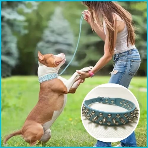 collier-pour-chien_réglable-avec-picots-turquoise