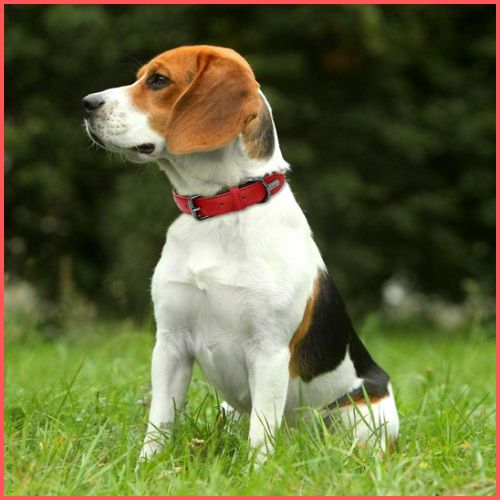 collier-pour-chien_rembourré-anti-frottement-beagle-rouge