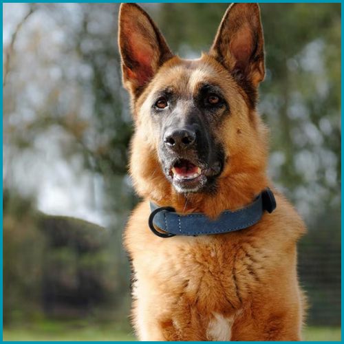 collier-pour-chien_rembourré-anti-frottement-berger-bleu