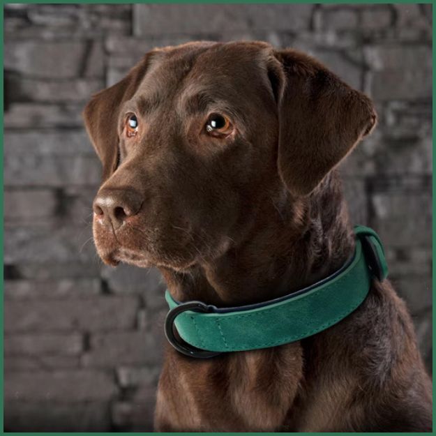collier-pour-chien_rembourré-anti-frottement-vert
