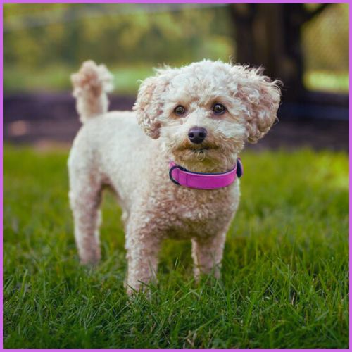 collier-pour-chien_rembourré-anti-frottement-violet