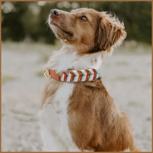 collier-pour-chien_ tressé-fait-main-marron-beige