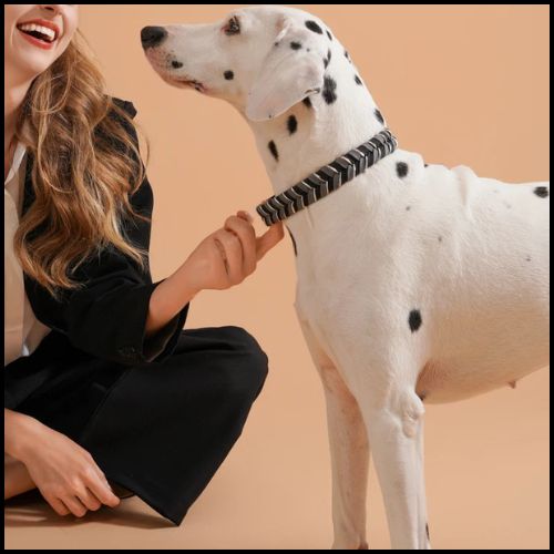 collier-pour-chien_tressé-fait-main-noir_gris