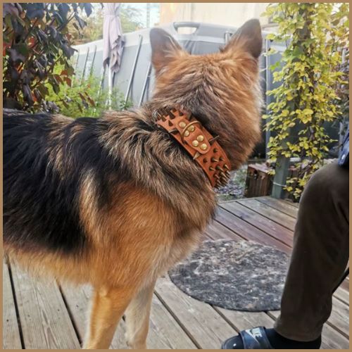 collier-pour-gros-chien_résistant-avec-picots-marron