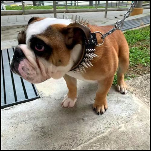 collier-pour-gros-chien_résistant-avec-picots-noir