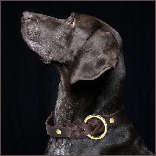 collier_chien_cuir-robuste-tressé-marron