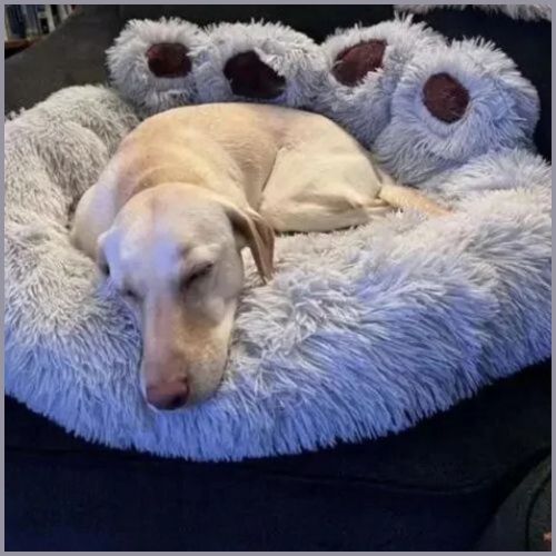 coussin-chien-en-forme-de-patte-gris