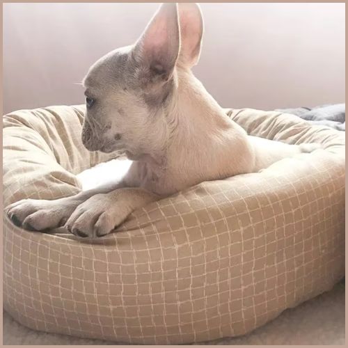 coussin-pour-chien-doux-et-confortable_marron