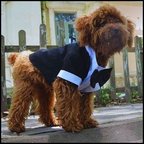 deguisement-chien_en-costume-de-cérémonie-mignon