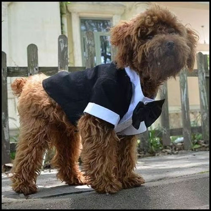 deguisement-chien_en-costume-de-cérémonie-papillon