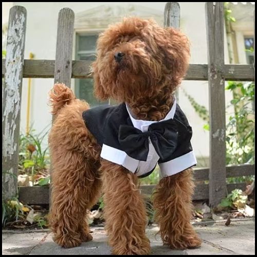 deguisement-chien_en-costume-de-cérémonie-soiree
