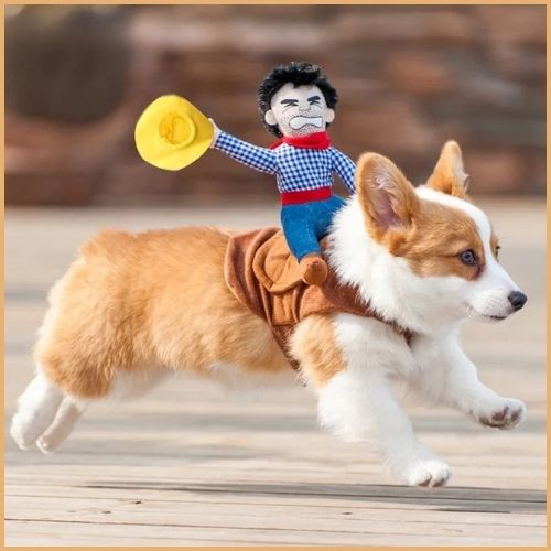 deguisement-pour-chien_en-cowboy-rigolot