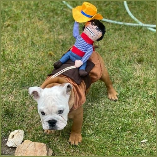 deguisement-pour-chien_en-cowboy-west