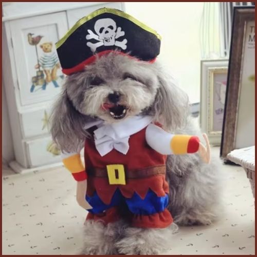 deguisement-pour-chien_pirate