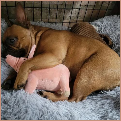Doudou-pour-chien_jeu-et-câlin-relax