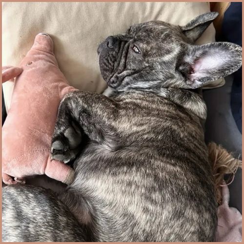 Doudou-pour-chien_jeu-et-câlin-rose