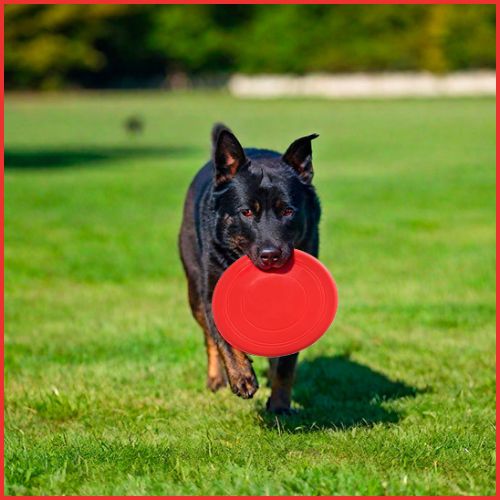 frisbee-chien_disque volant en silicone résistant-rouge