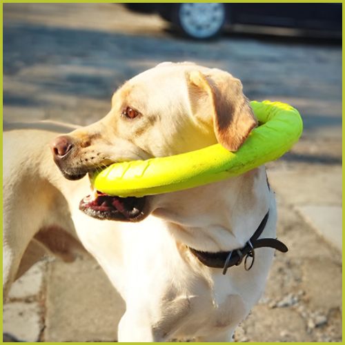 frisbee-chien_en-anneau-résistant-labrador