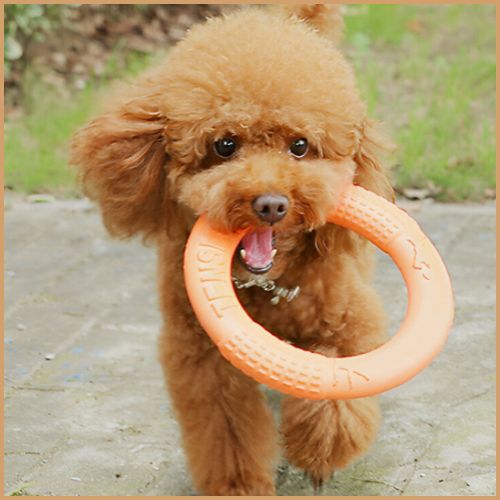 frisbee-chien_en-anneau-résistant-orange