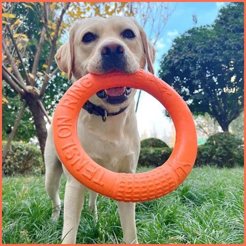 frisbee-chien-en-anneau-résistant