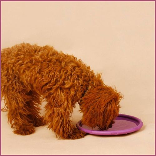 frisbee-chien_silicone-durable-spéciale-jeux-aquatique-violet