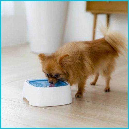 gamelle-eau-chien-anti-renversement-bleu