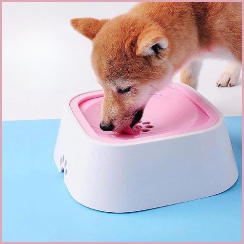 gamelle-eau-chien-anti-renversement-shiba-inu