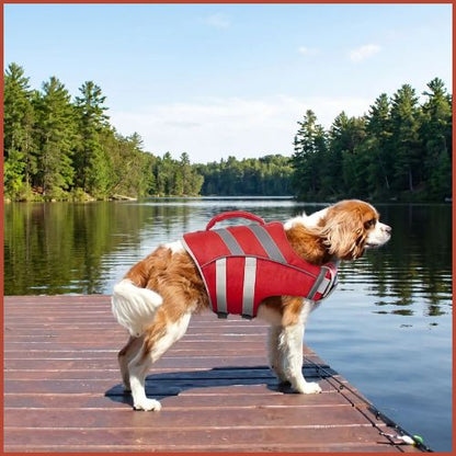 Gilet de sauvetage chien anti-noyade haute visibilité | Doggy™