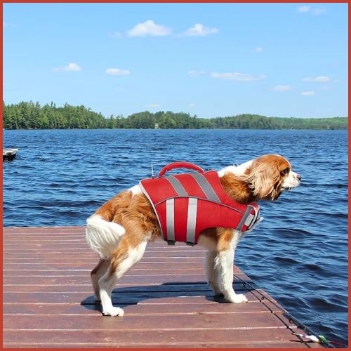 gilet-de-sauvetage-chiens-rouge