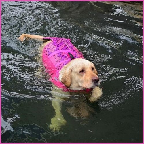 gilet-de-sauvetage-pour-chien_aquatique-sirène-et-requin