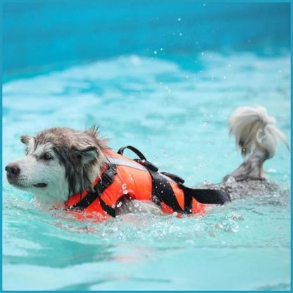 gilet-de-sauvetage-pour_chien-sport-nautique-kayak-paddle