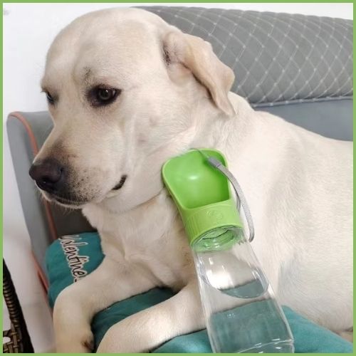 gourde-chien-pour-promenade-anti-fuite-avec-abreuvoir-vert
