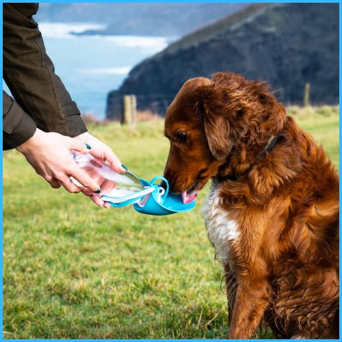 gourde-pour-chien_avec-abreuvoir-en-silicone-bleu