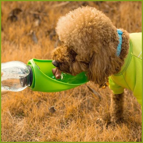 gourde-pour-chien_ avec-abreuvoir-en-silicone-vert-bouteille