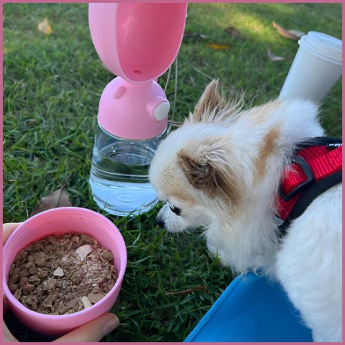 gourdes-pour_chiens_rose