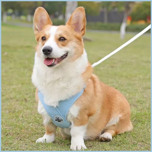 harnais-anti-traction-chien-bleu