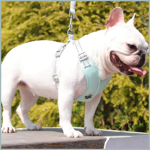 harnais-anti-traction-chien_vert
