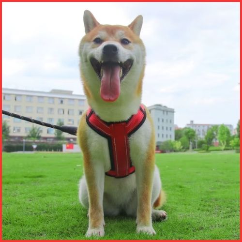 harnais-chien-Shiba-inu-en-y-avec-sangles-réglables