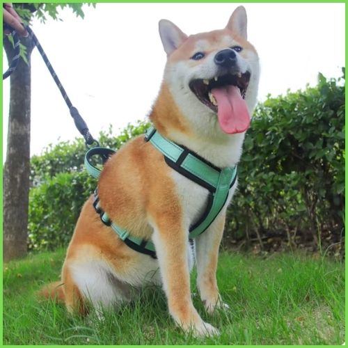 harnais-chien-Shiba-inu-en-y-avec-sangles-réglables-vert