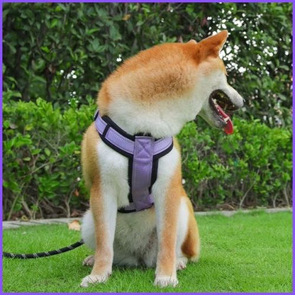 harnais-chien-Shiba-inu-en-y-avec-sangles-réglables-violette
