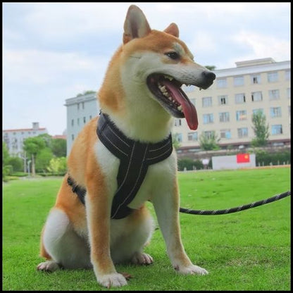 harnais-chien-Shiba-inu-en-y-avec-sangles-réglables_noir