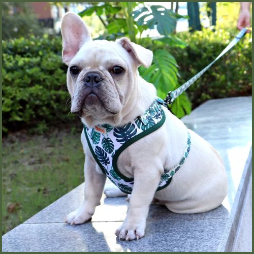 harnais-chien-anti-traction-respirant-et-léger-vert-fonce