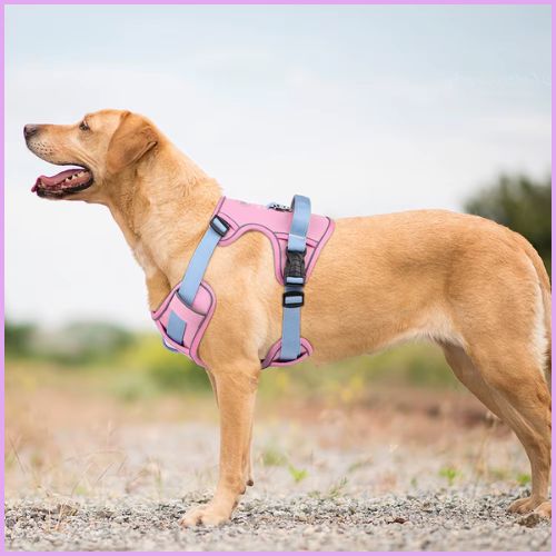 Harnais-chien-anti-traction-respirant-réglable-rose