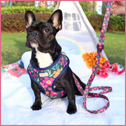 harnais-chien-anti-traction_respirant-et-léger-violet-fleur