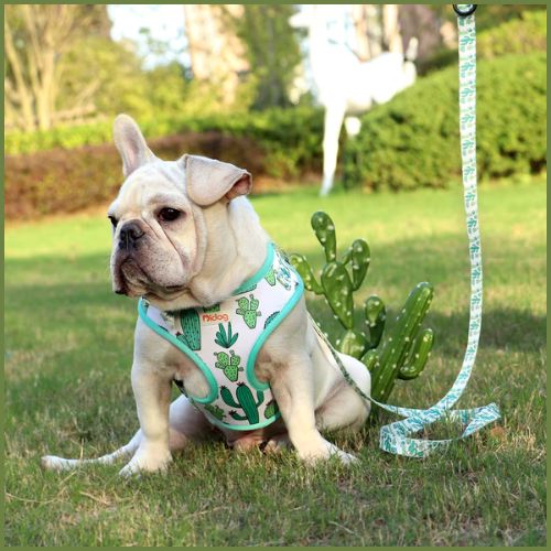 harnais-chien-anti-traction_respirant-et-léger-cactus