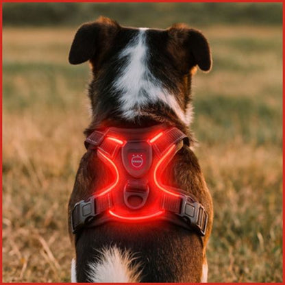 Harnais-chien_LED-lumineux-rouge