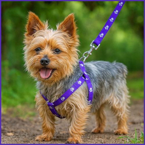 harnais-chien_ petit-et-moyen-à-sangles-fines-et-réglables-violet